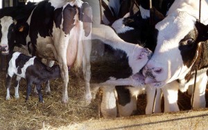 Le-nostre-mucche-Frisone-e-i-loro-piccoli